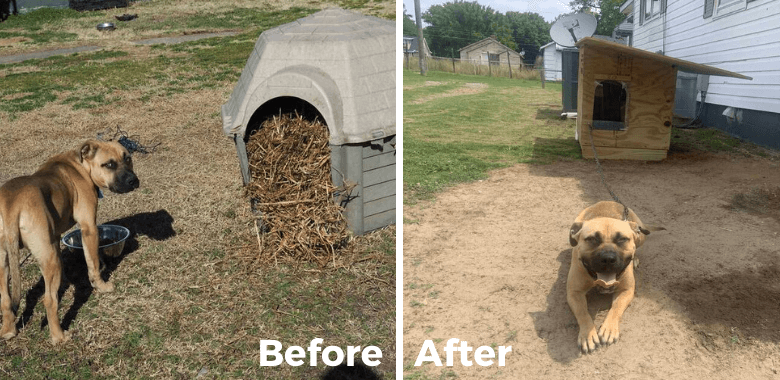 Brownie’s Summer Days to Be Spent in Shade After Help From PETA