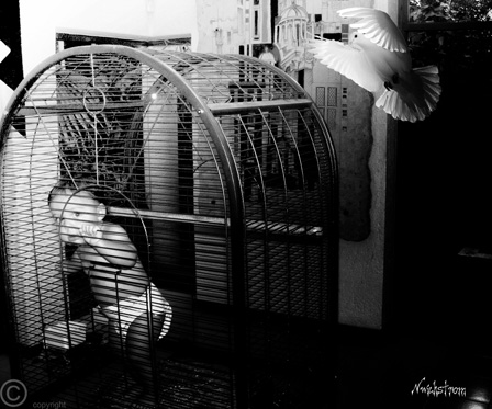 Caged animals as depicted by Nick Wickstrom