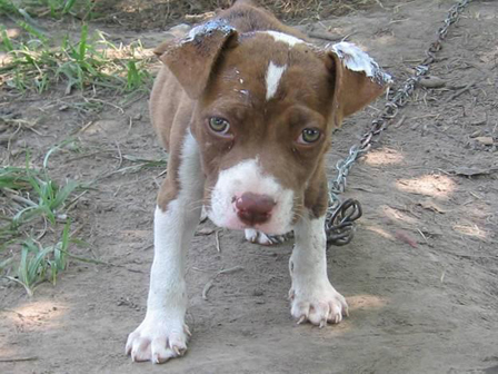 Chained Puppy