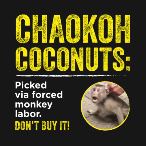 Chaokoh Coconuts Picked via Forced Monkey Labor: Don't Buy It!