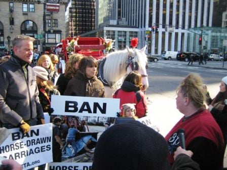 PETA protesters in New York City holding signs that say "ban horse-drawn carriages"