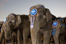 Elephants in the circus