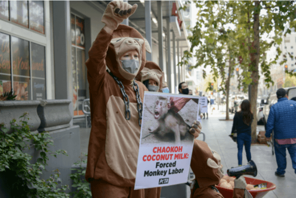 Coconut Milk Monkey Labor Protest