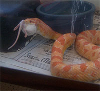 Corn Snake