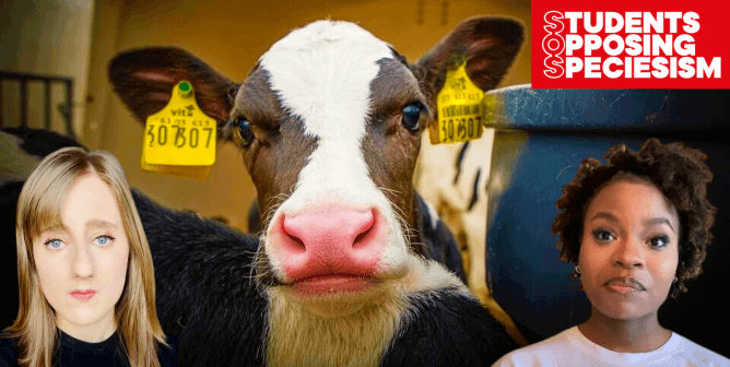 Students with cow in dairy industry