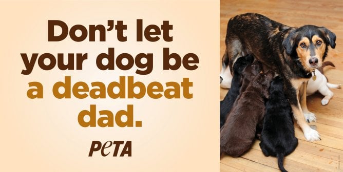 PETA’s Ballsy New ‘Deadbeat Dad’ Ad Will Turn Heads This Father’s Day