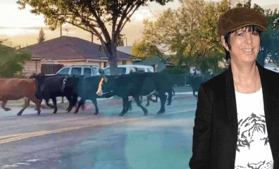 Slaughterhouse Escape: PETA Friend Diane Warren Rescues Final Missing Cow