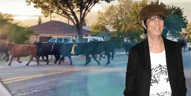 Slaughterhouse Breakout: Diane Warren Saves Escaped Cow