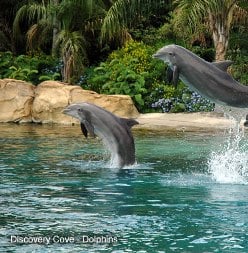 Discovery_Cove_Dolphins.jpg