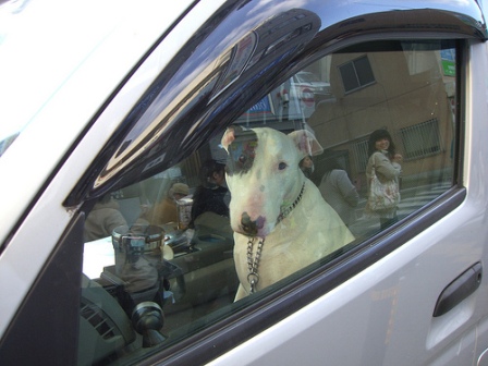 Dog in Car