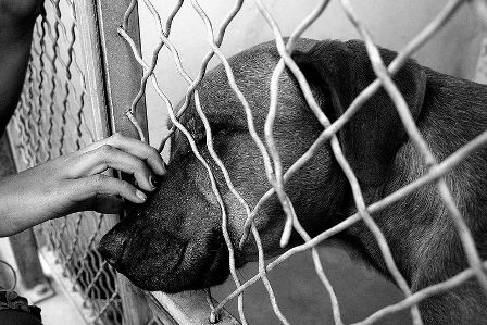 Dog in Shelter