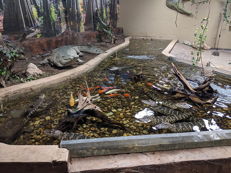 photo of alligator enclosure