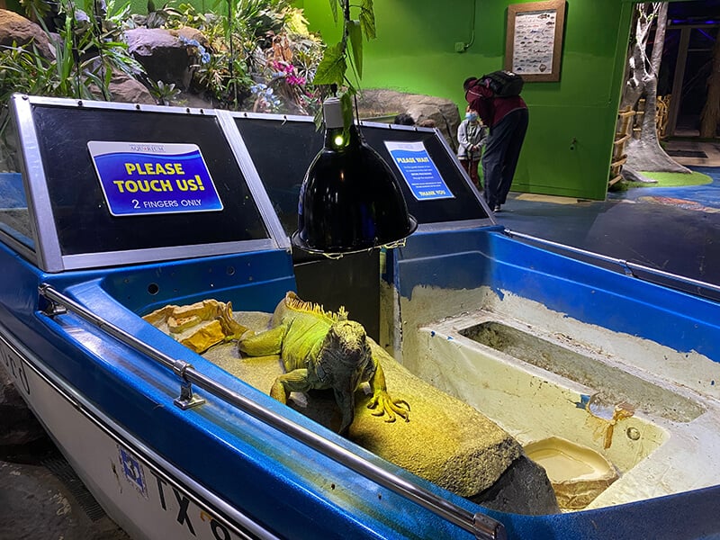 photo of iguana next to sign that says "please touch me"