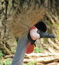 African Crowned Crane