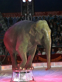 Circus Elephant