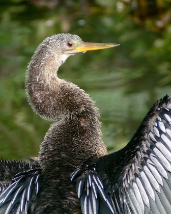 Anhinga