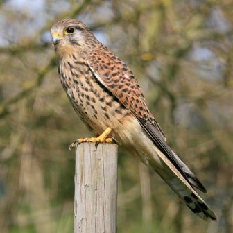 Kestrel