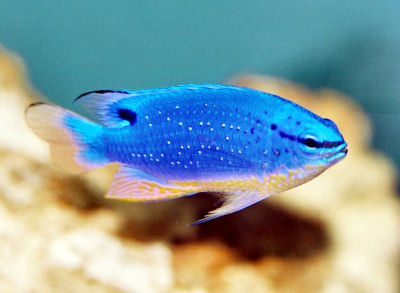 damselfish