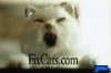 Fix Cats.gif