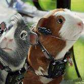The 'G-Force' Effect | PETA The 'G-Force' Effect | PETA