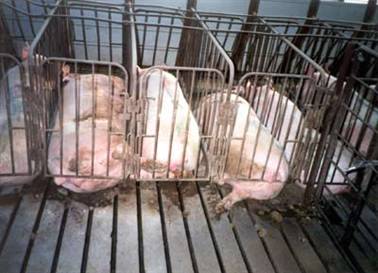 Gestation Crates.jpg