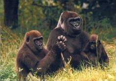 Gorillas.jpg