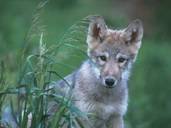 Gray wolf pup