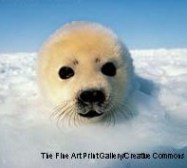 Harp Seal.jpg