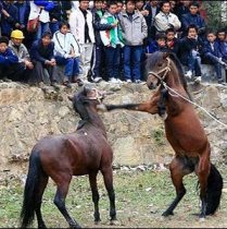 Horse_fighting_2.jpg