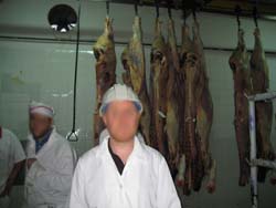 Investigator at Uruguay Slaughterhouse 3.jpg