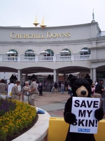 Kentucky_derby_bear2.jpg