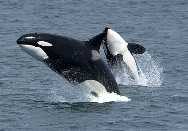 Orcas