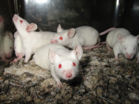 The First Animal Rights Poem? | PETA The First Animal Rights Poem? | PETA
