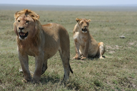 lions in Serengeti
