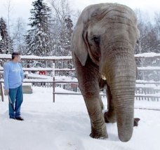 Maggie_the_elephant_Alaska_Zoo.jpg