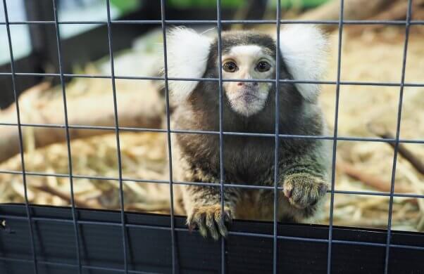 A marmoset