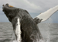 Humpback Whale