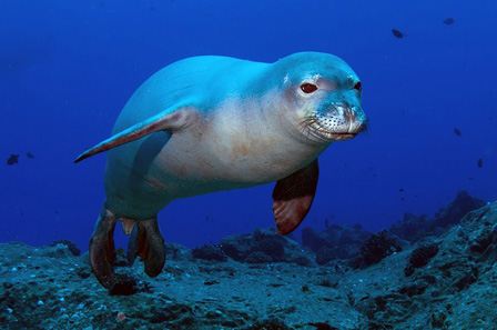 Monk Seal