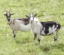 Nepal_Airlines_Goat_Sacrifice.jpg