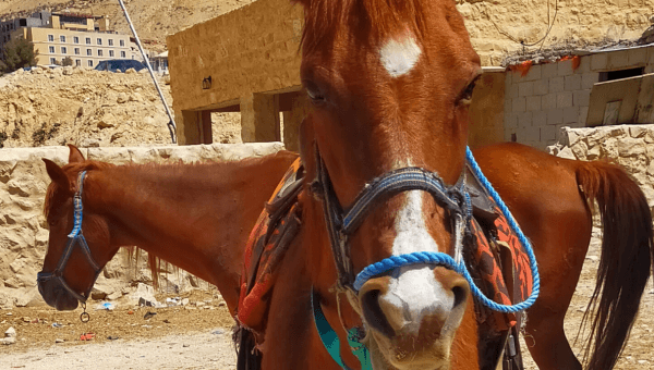 Two horses in Petra, Jordan