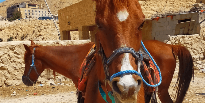 Two horses in Petra, Jordan