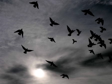 pigeons in sky