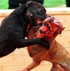 Pitbull_fight.jpg