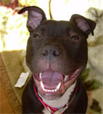 Smiling Pit Bull