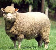 Merino Ewe