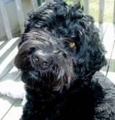 Portuguese Water Dog