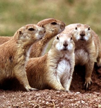 Prairie Dogs