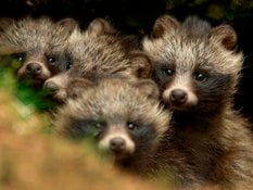 Raccoon Dog Pups