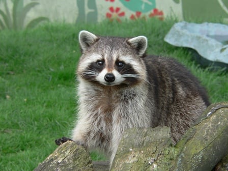 cute raccoon