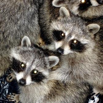 Raccoons.jpg